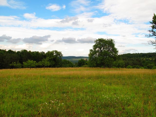 Alte Birnbäume auf dem Hohlen Berg (Holleberg)