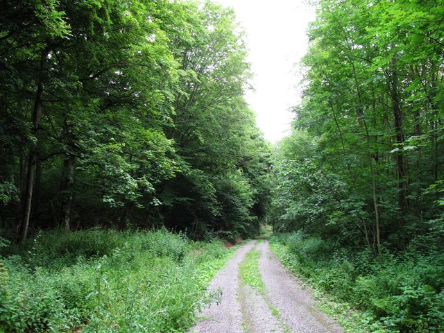 Im Eichwald