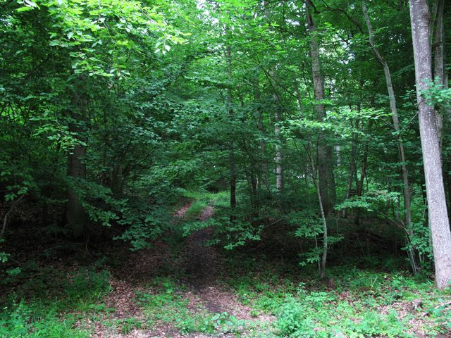 Im Eichwald