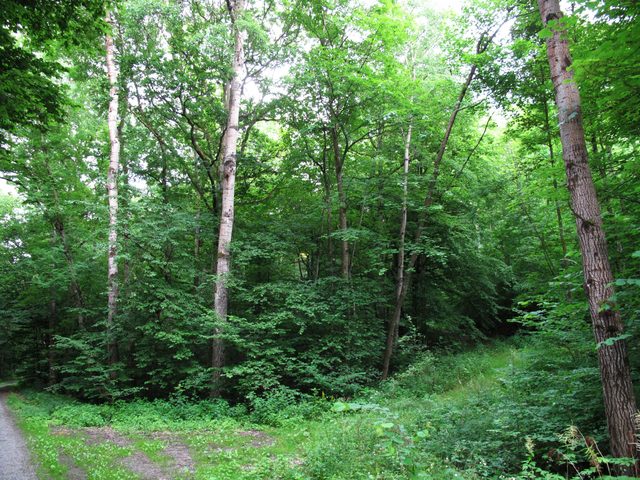 Weggabelung im Eichwald