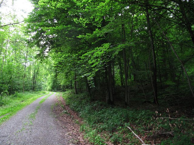Im Eichwald