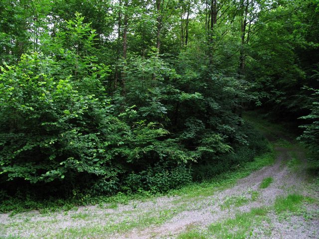 Weggabelung im Eichwald