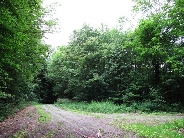 Im Eichwald