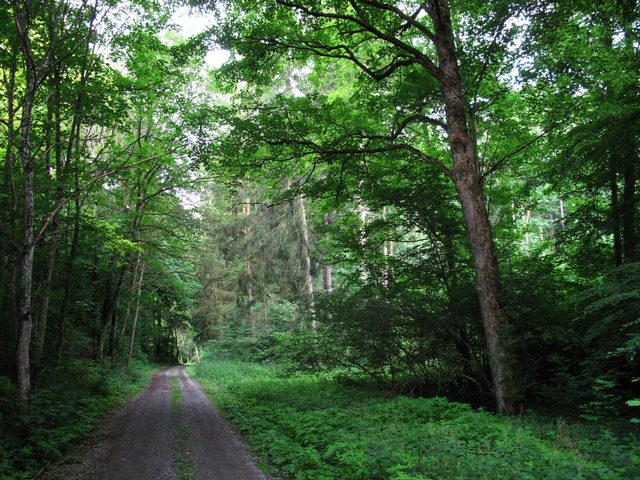 Bei einer kleinen Lichtung im Eichwald/ Hohler Berg