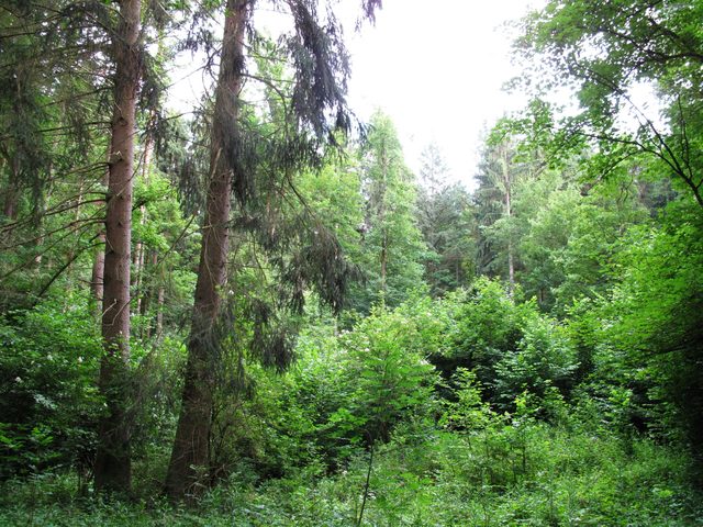 Bei einer kleinen Lichtung im Eichwald/ Hohler Berg