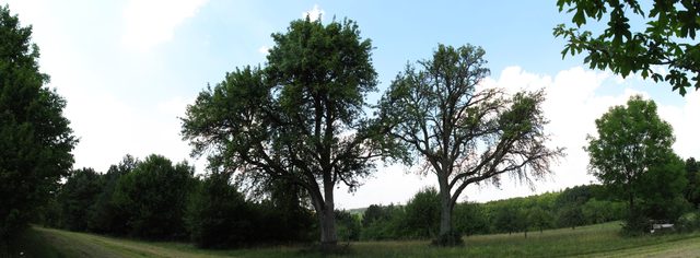 Birnbaum-Panorama
