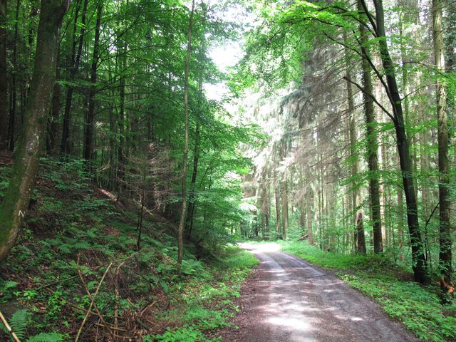 Auf dem Klingenweg am Rainbachgraben