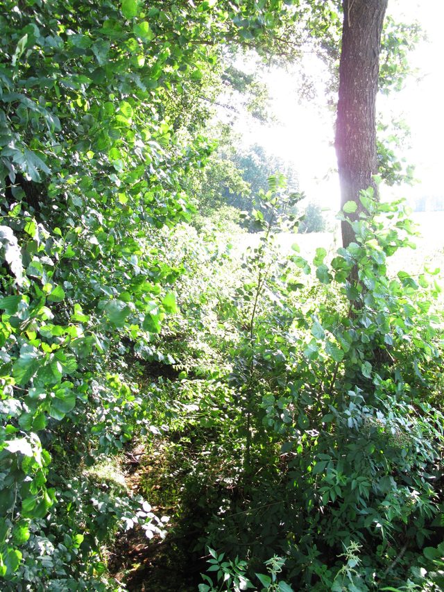 Quellwasser des Neidelsbacher Grabens im Fritzengrund