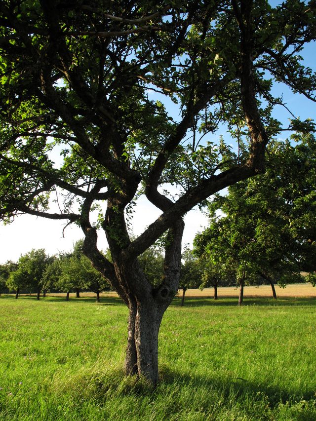 Apfelbaum im Gehäu