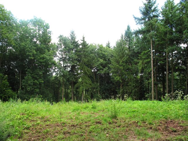 Direkt oberhalb des alten Steinbruchs im Wald auf dem Wanzenberg