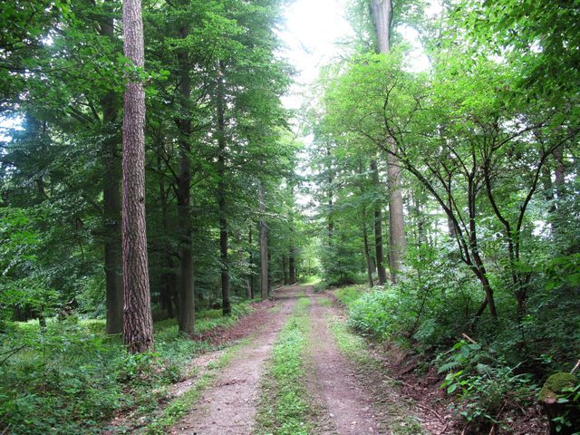 Auf dem Wanzenberg