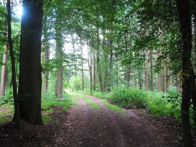 Auf dem Wanzenberg