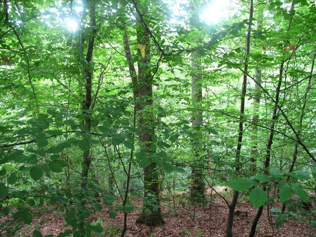 Da unten fließt der Schönertsbach
