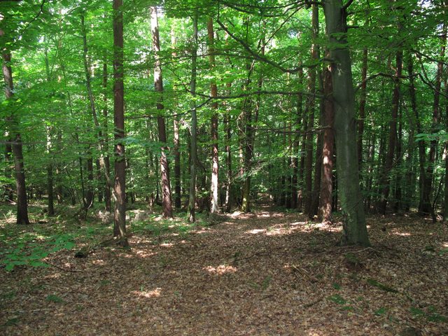 Im Wolbertsbildholz