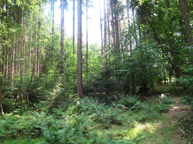 Im Wolbertsbildholz