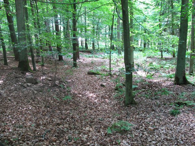 Im Wolbertsbildholz