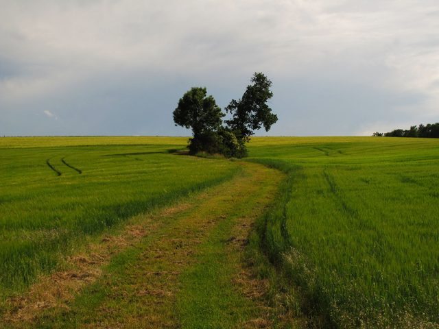 Kleine Baumgruppe im Gaufeld