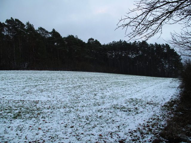Großer Heidberg, Waldrand zum Königsgrund