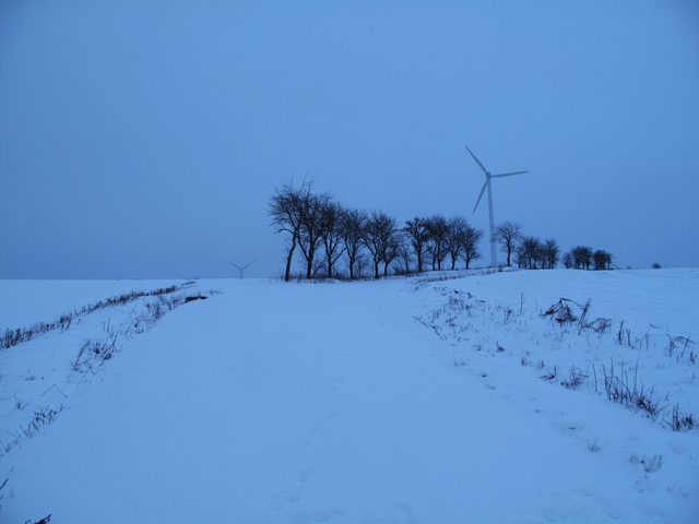 Kauzige Bäume an einem alten Weg