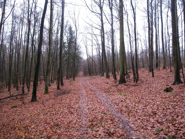 Im Heuholz