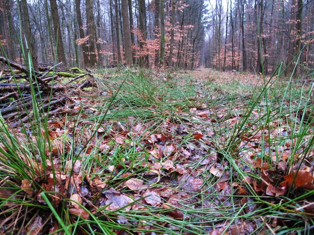 Tief im Heuholz