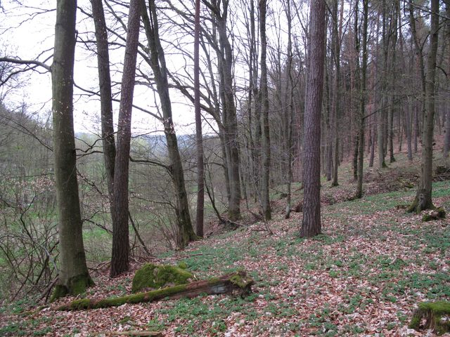 Am Waldrand zum Rödeltal (Kaltenbachtal)