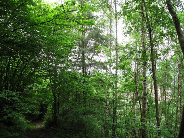 Die erste Abstiegsmöglichkeit zum Mainufer auf der Ostseite (gegenüber Bettingen) nach der Weggabelung an der Spitze der Mainschleife