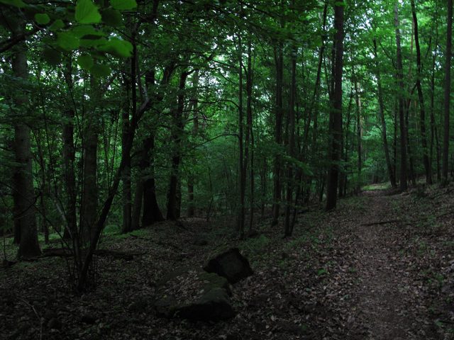 Alter Weg (li.) und Wanderpfad (re.) im Herrnschlag, oberhalb der (ehem.) 'Wettenburger Weinberge'