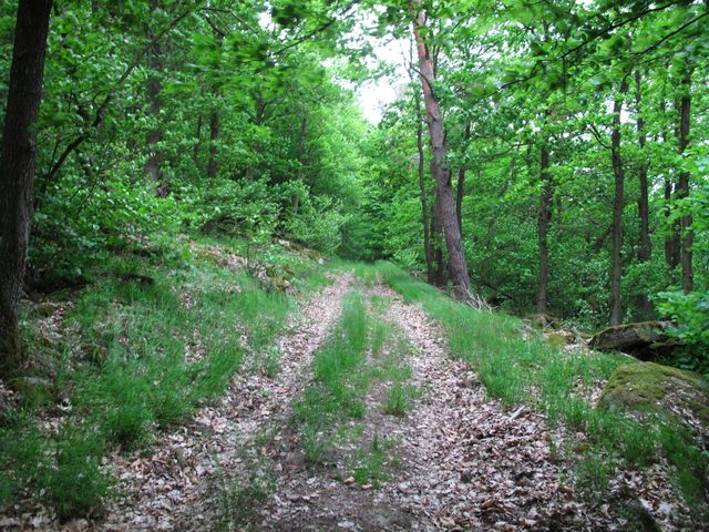 Auf dem alten Weg oberhalb der schon lange aufgegebenen Wettenburger Weinberge