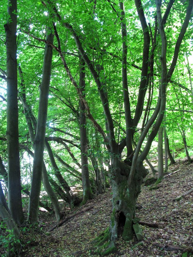 Schreiender Baum