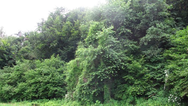 Direkt hinter der kleinen Lichtung beginnt wieder der dichte Dschungel